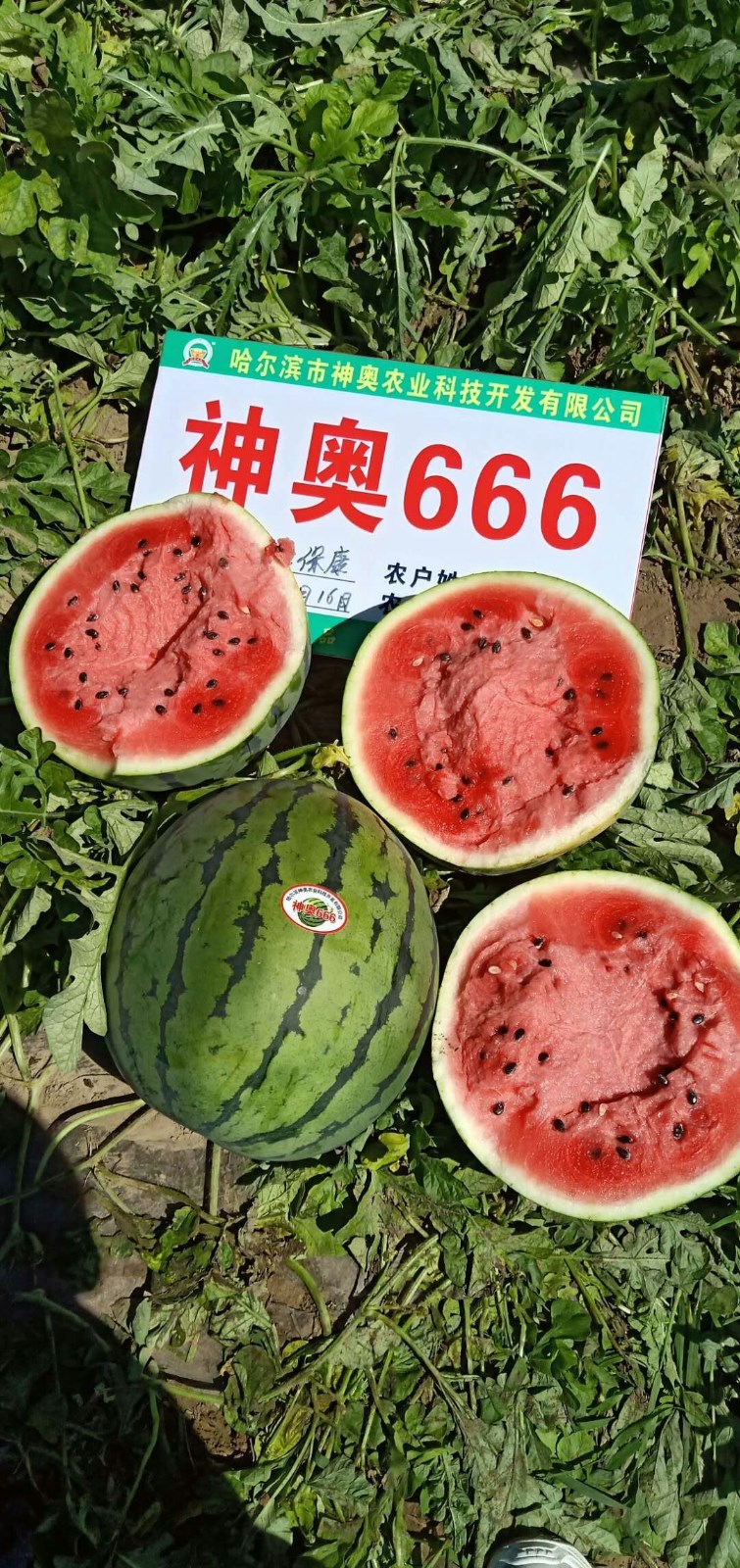 神奧666瓜地